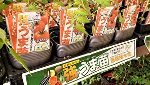 【ビバホーム】累計280万本販売の「強うま苗」を販売開始
～家庭菜園入門者におすすめのロングセラー、19種類を販売～